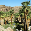 This landscape looks calm but gusts of winds were breaking a lot of palm branches.