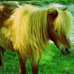 Quicksilver Miniature Horse Ranch, Solvang, California