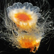 Lion Mane Jellyfish, Aquarium of the Pacific, Long Beach, California