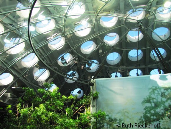 Osher Rainforest  California Academy of Sciences