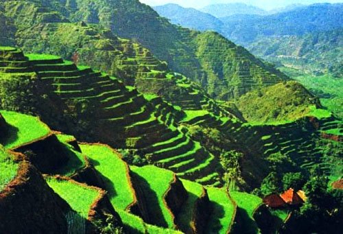 Rice Terraces, Banaue