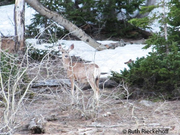 Deer hiding behind trees, Utah
