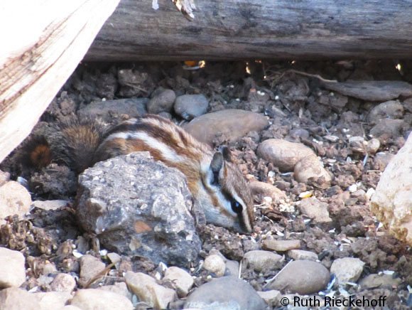 Chipmunk, Utah
