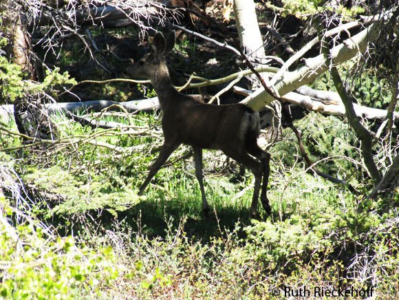 Deer running away, Utah