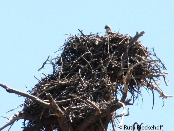 Baby eagle in nest, Utah