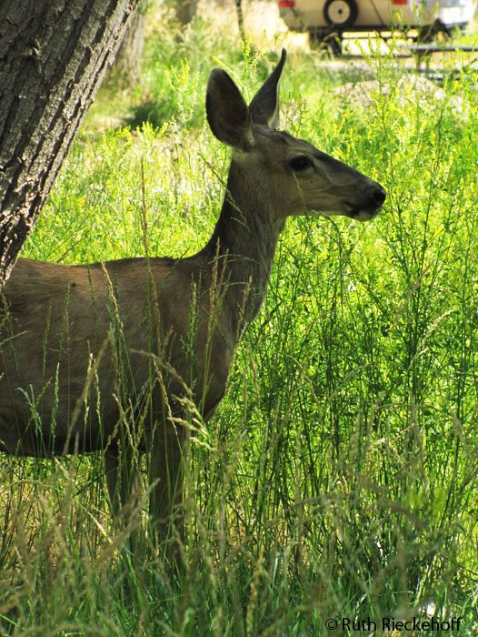 Deer hanging around, Utah
