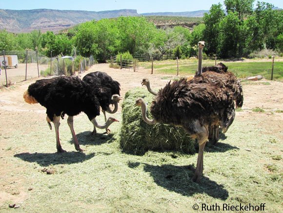 Ostriches, not exactly wildlife but interesting