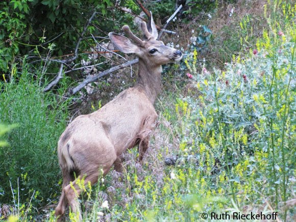 Not sure if this one is a deer, Utah