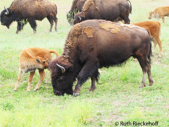 Bisons and babies, Utah