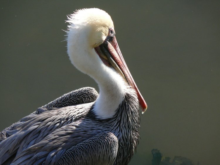 Pelican at Ensenada, Mexico
