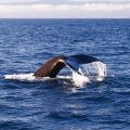 Whale Watching in Newport Beach, California, Whale's Tail