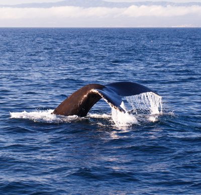 Whale Watching in Newport Beach, California