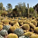 Cactus Garden, The Huntington, San Marino, California