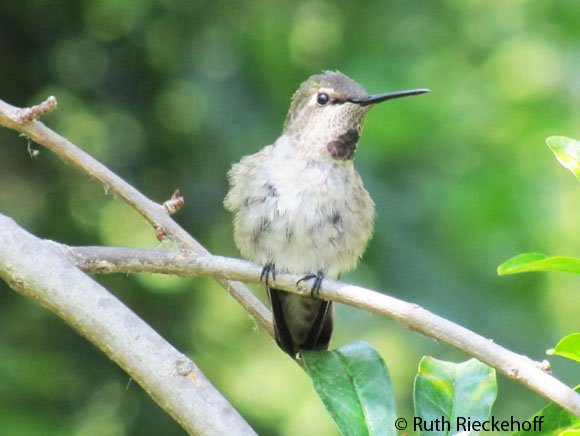 Hummingbird, The Huntington, San Marino, California