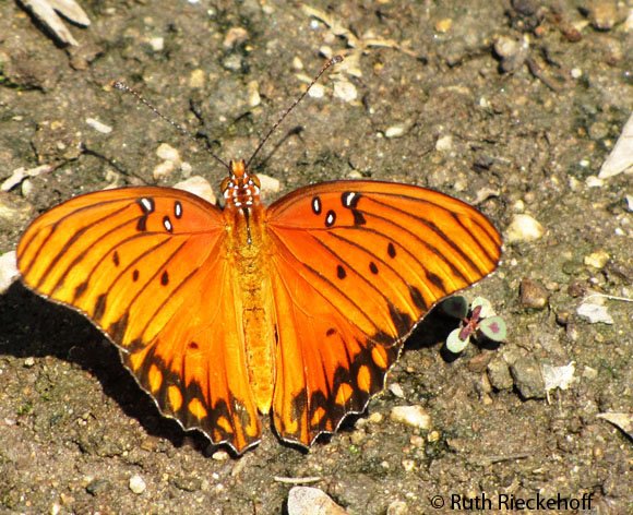 Butterfly, The Huntington, San Marino, California