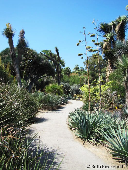 Path meandering thru the garden,The Huntington, San Marino, California