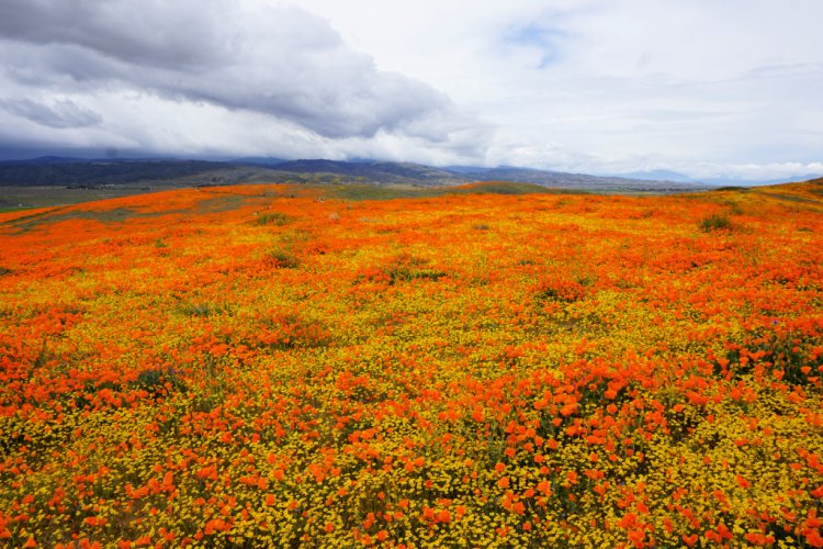 Antelope Valley Poppy Reserve, Lancaster, California
