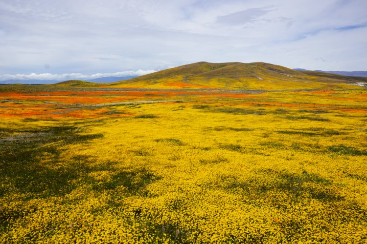 Antelope Valley Poppy Reserve, Lancaster, California