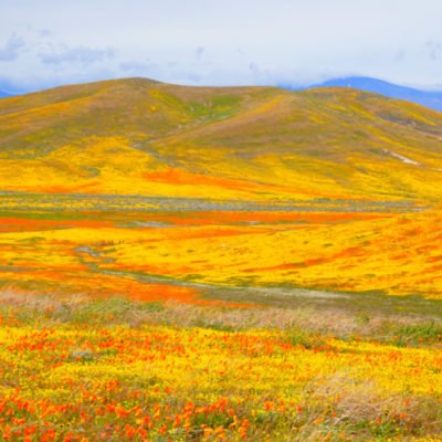 Antelope Valley Poppy Reserve, Lancaster, California