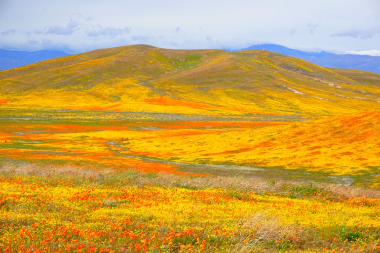 Antelope Valley Poppy Reserve: What to Know Before Visiting in 2023