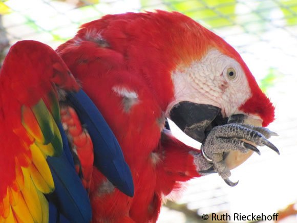 Red Macaw, Macaw Mountain, Honduras