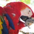 Red Macaw, Macaw Mountain, Copan, Honduras