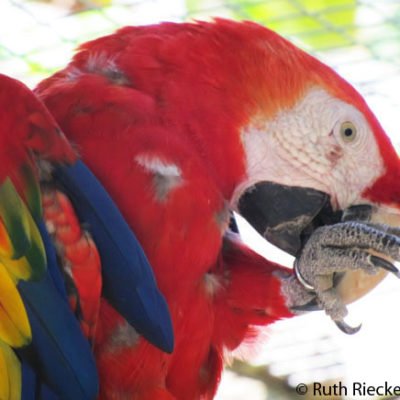 Macaw Mountain: Tropical Birds Galore in Honduras