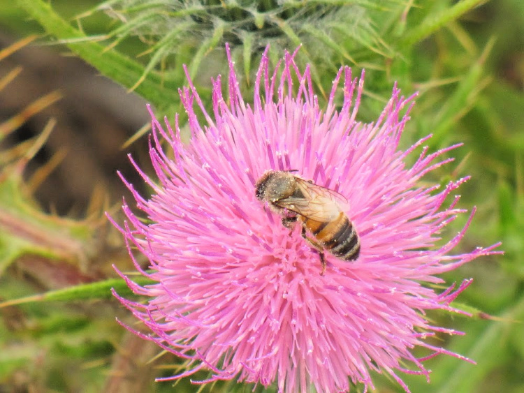 Flower and bee, Montaña de Oro State Park, San Luis Obispo, California