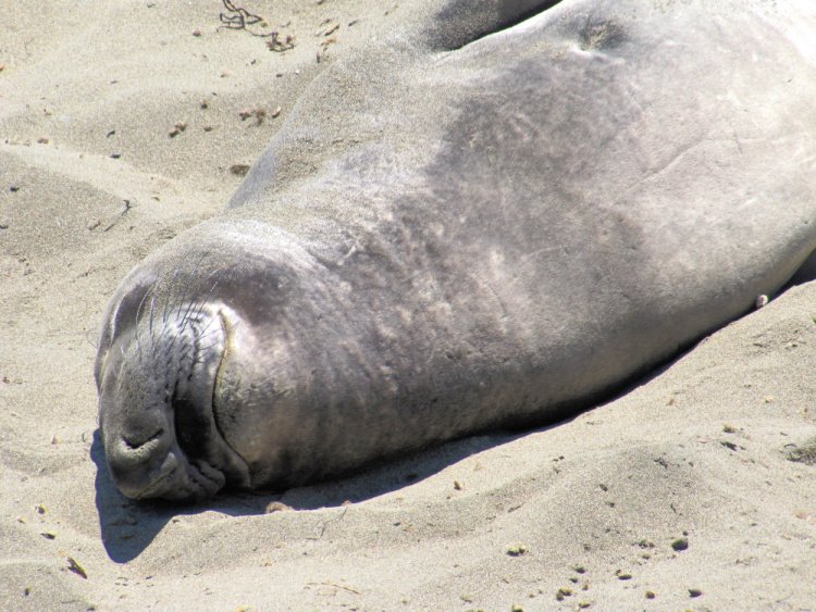 San Simeon Elephant Seal