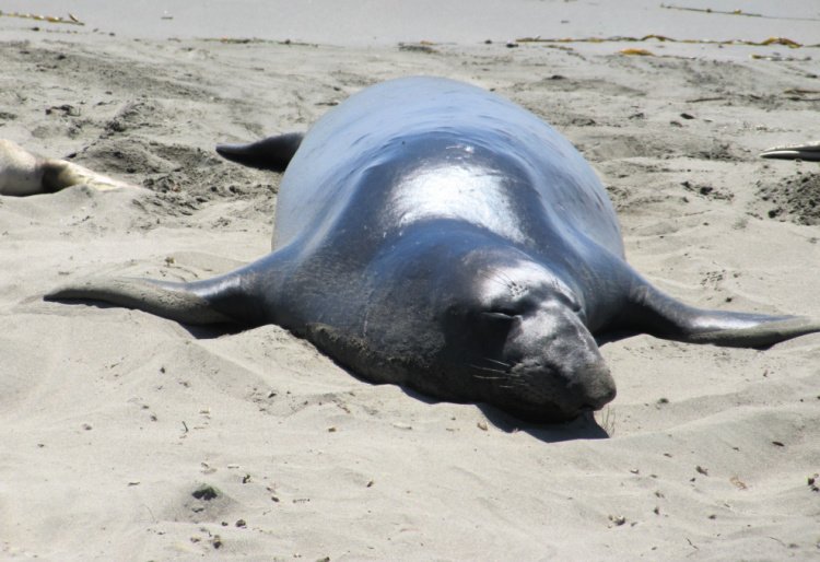 San Simeon Elephant Seal
