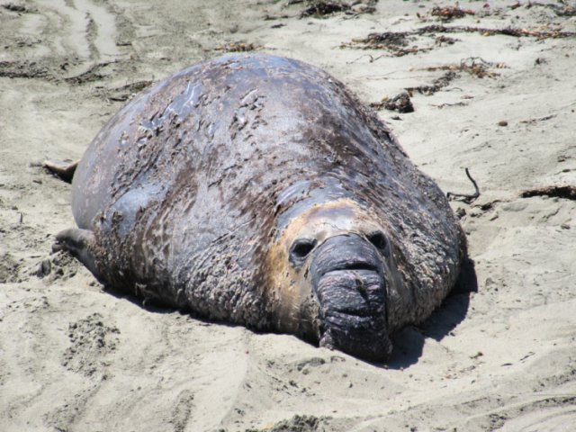 San Simeon: Elephant Seal Vista Point - Tanama Tales