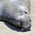 Elephant Seal Vista Point, San Simeon Elephant Seal