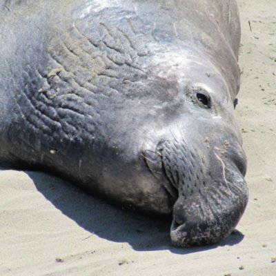 San Simeon: Elephant Seal Vista Point