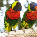 Lorikeets, San Diego Safari Park, Escondido, California