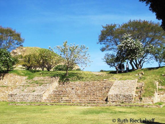 The trees that gave Monte Alban its name