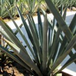 Agave Plants, Mezcal Factory, Oaxaca, Mexico