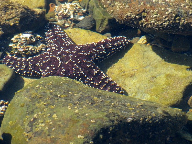 Starfish at Abalone Cove Shoreline Park, Palos Verdes Peninsula, Los Angeles California