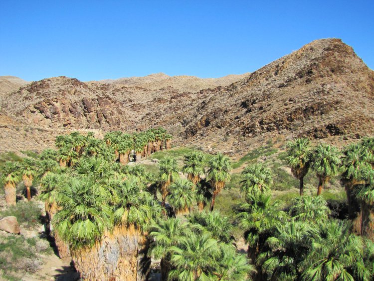 Palm Canyon Hike in Palm Springs, California