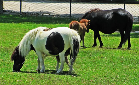Quicksilver Miniature Horse Ranch, Solvang, California