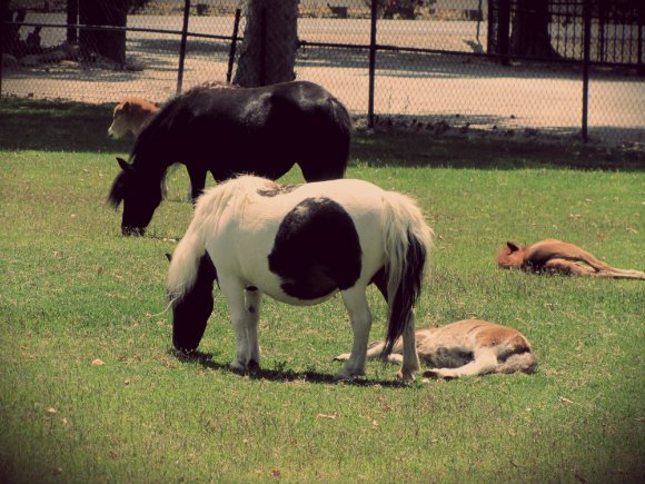 Quicksilver Miniature Horse Ranch, Solvang, California