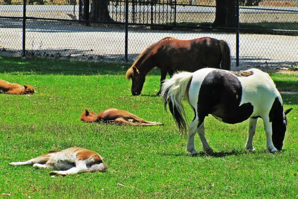 Quicksilver Miniature Horse Ranch, Solvang, California
