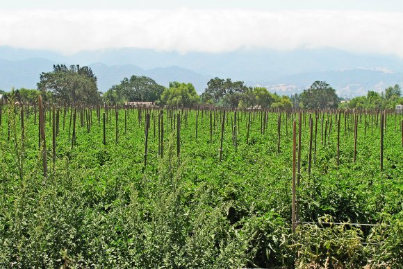 Tomato cultivation in the Santa Ynez Valley, California