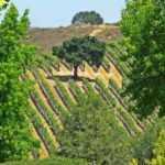 Vineyard in the Santa Ynez Valley, California
