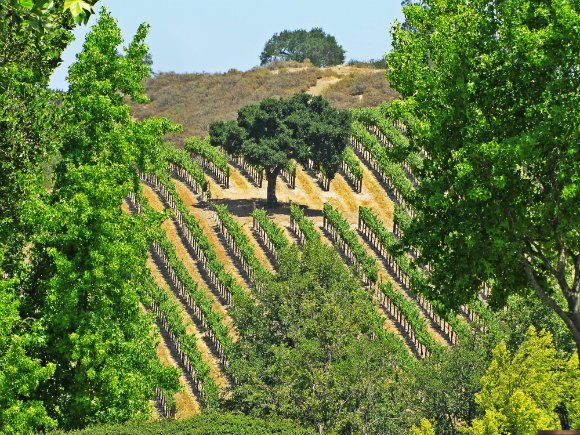 Vineyard in the Santa Ynez Valley, California