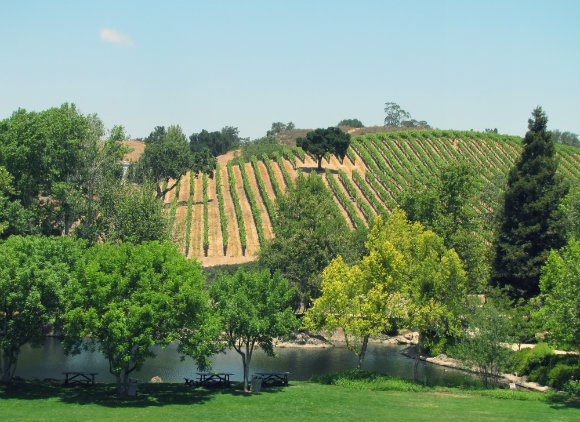 Vineyard in the Santa Ynez Valley, California