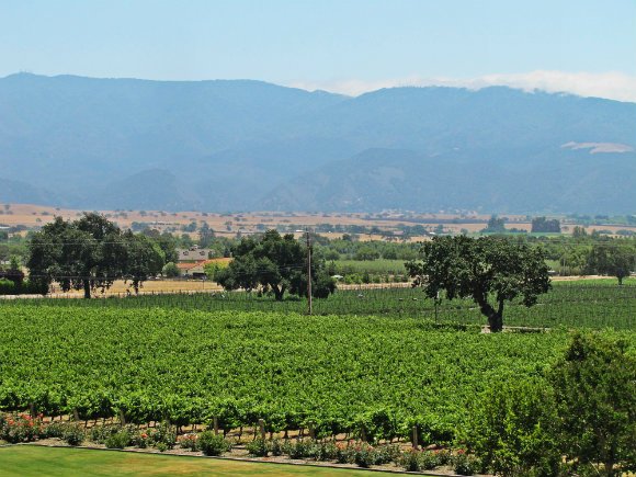 Crops in the Santa Ynez Valley, California