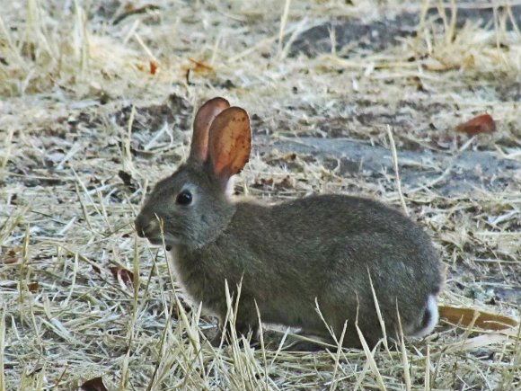 Wild rabbit in the Santa Ynez Valley, California