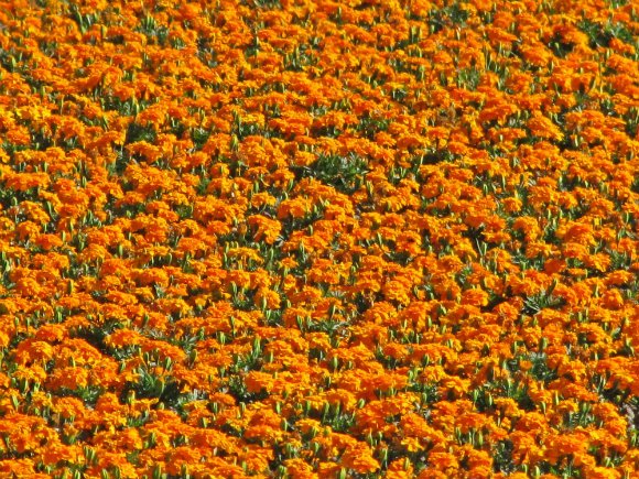 Flowers in the Santa Ynez Valley, California