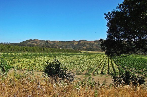 Crops in the Santa Ynez Valley, California