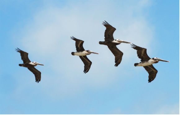 Pelicans in formation, Palos Verdes, California